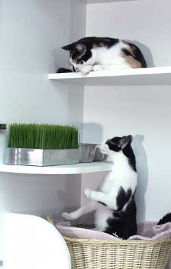 Cat Boarding Condo