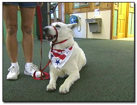Growl Class dog
