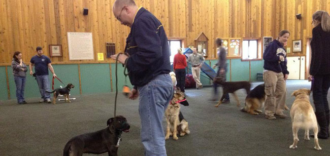Starter Dog Training Class